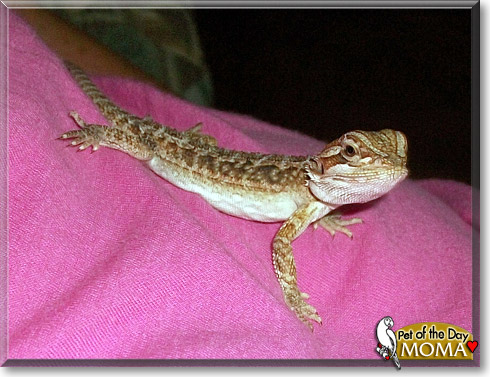 Moma, the Pet of the Day Moma, the Pet of the Day