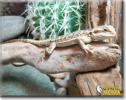 Moma, the Pet of the Day Moma, the Pet of the Day