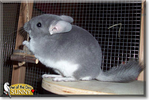 Sunny, the Pet of the Day