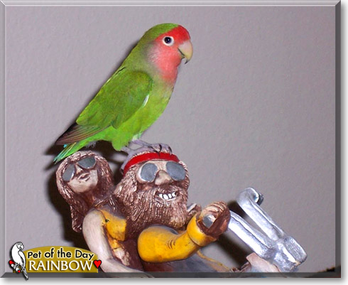 Rainbow, the Pet of the Day Rainbow, the Pet of the Day