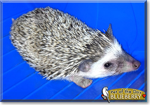 Blueberry, the Pet of the Day Blueberry, the Pet of the Day