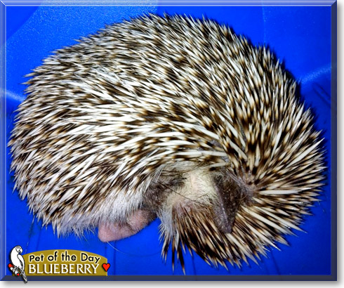 Blueberry, the Pet of the Day Blueberry, the Pet of the Day