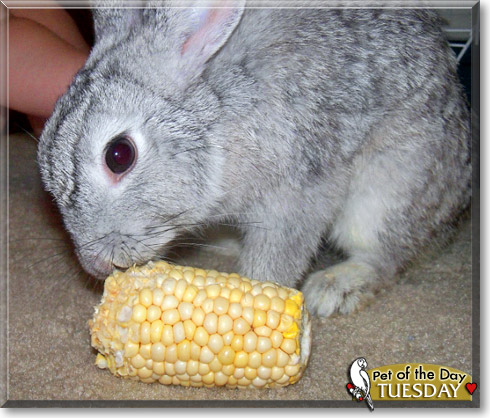 Tuesday, the Pet of the Day Tuesday, the Pet of the Day