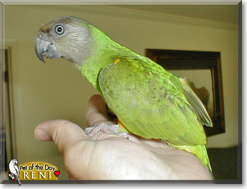 Reni, the Pet of the Day