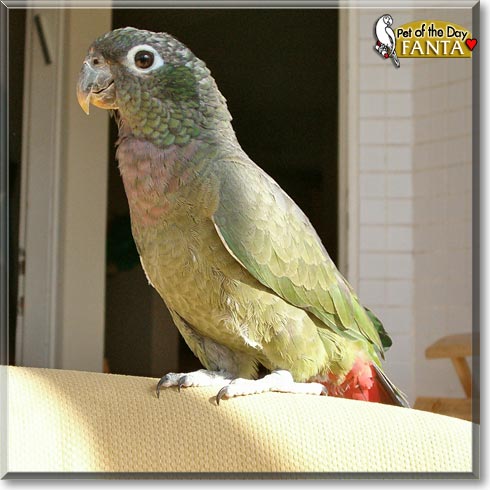 Fanta, the Pet of the Day Fanta, the Pet of the Day