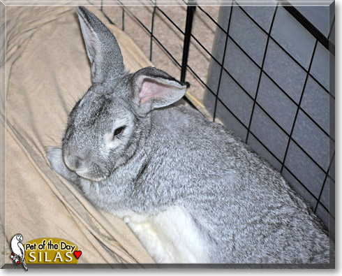 Silas, the Pet of the Day Silas, the Pet of the Day