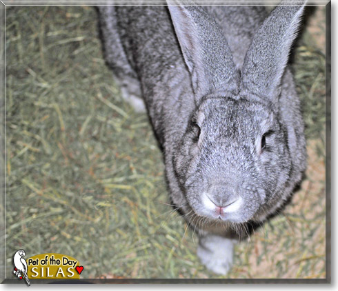 Silas, the Pet of the Day Silas, the Pet of the Day