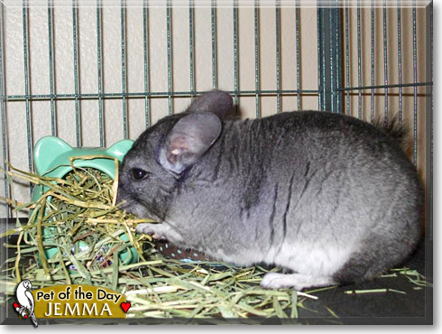 Jemma, the Pet of the Day Jemma, the Pet of the Day