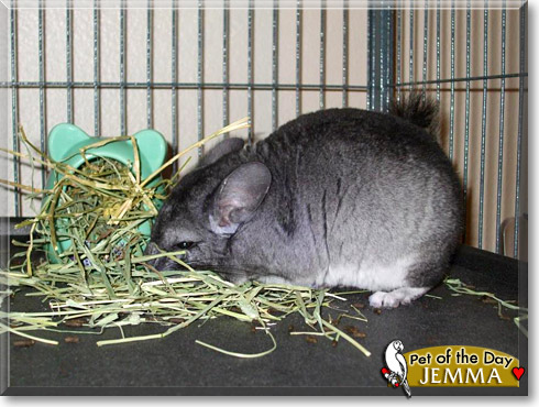 Jemma, the Pet of the Day Jemma, the Pet of the Day