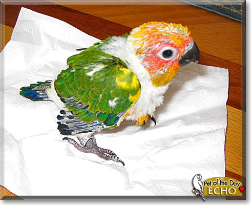Echo, the Pet of the Day Echo, the Pet of the Day