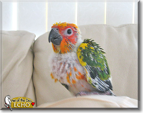 Echo, the Pet of the Day Echo, the Pet of the Day
