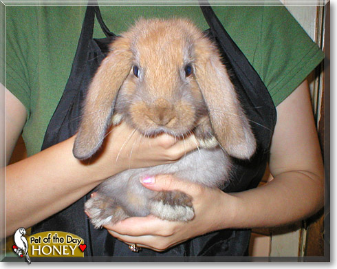 Honey, the Pet of the Day Honey, the Pet of the Day
