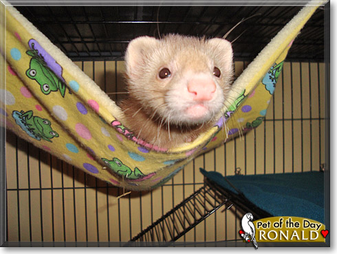 Ronald, the Pet of the Day Ronald, the Pet of the Day