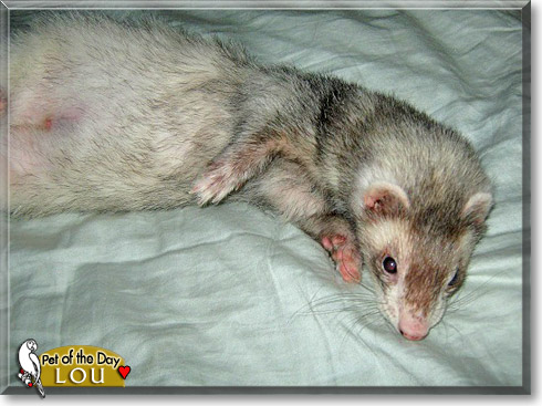 Lou, the Pet of the Day Lou, the Pet of the Day