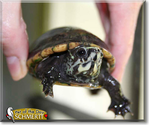 Schmertt, the Pet of the Day Schmertt, the Pet of the Day