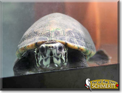 Schmertt, the Pet of the Day Schmertt, the Pet of the Day