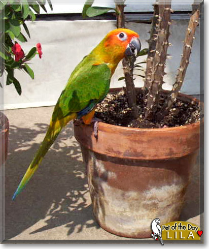 Lila, the Pet of the Day