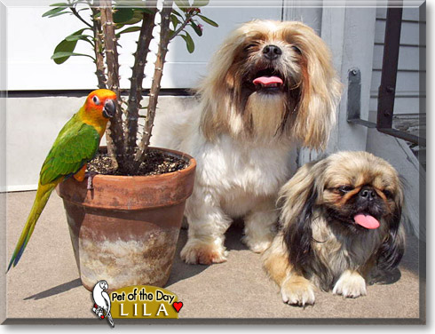 Lila, the Pet of the Day Lila, the Pet of the Day