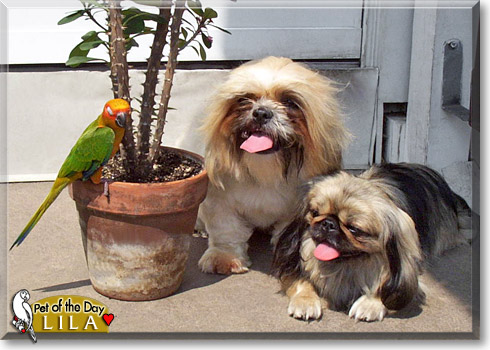 Lila, the Pet of the Day Lila, the Pet of the Day