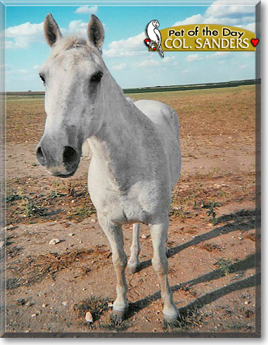 Colonel Sanders, the Pet of the Day Colonel Sanders, the Pet of the Day