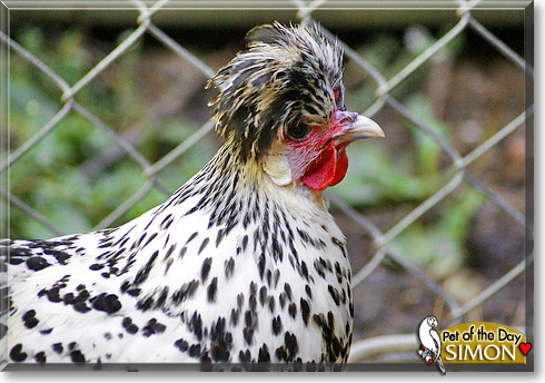 Simon, the Pet of the Day Simon, the Pet of the Day