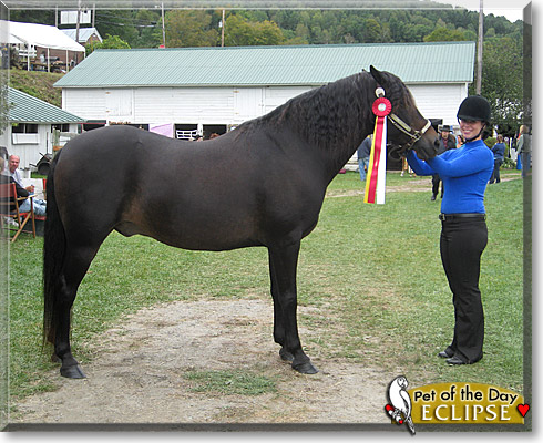 Eclipse, the Pet of the Day Eclipse, the Pet of the Day