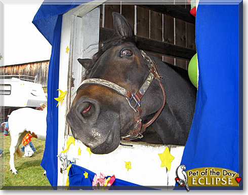 Eclipse, the Pet of the Day Eclipse, the Pet of the Day