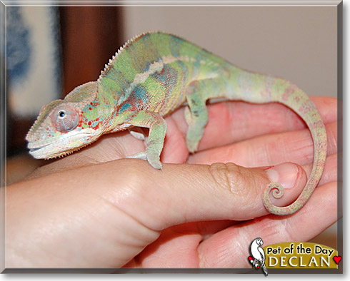 Declan, the Pet of the Day Declan, the Pet of the Day