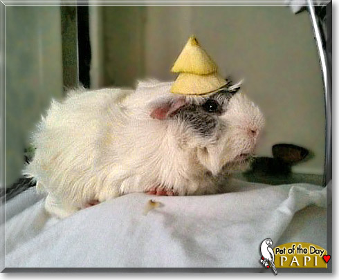 Papi, the Pet of the Day Papi, the Pet of the Day