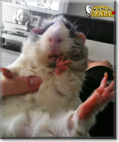 Papi, the Pet of the Day Papi, the Pet of the Day
