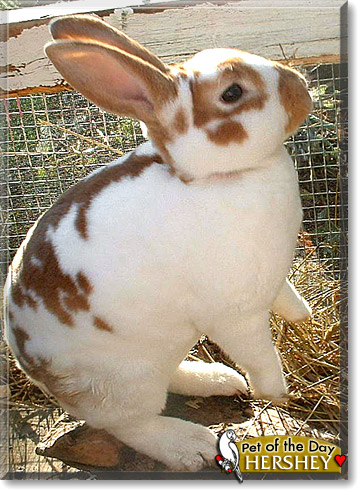 Hershey, the Pet of the Day Hershey, the Pet of the Day