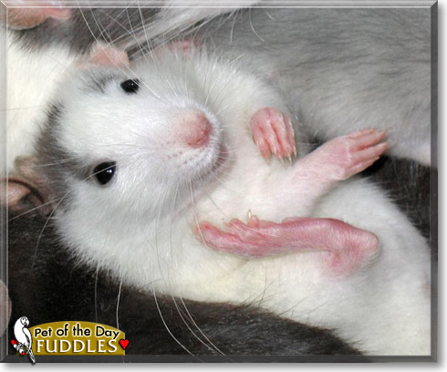 Fuddles, the Pet of the Day