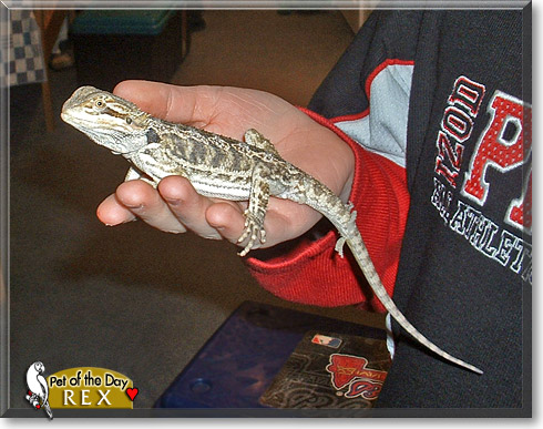 Rex, the Pet of the Day