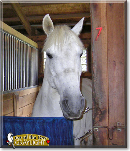 Graylight, the Pet of the Day