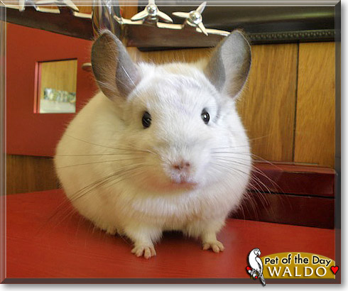 Waldo, the Pet of the Day