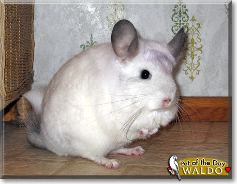 Waldo, the Pet of the Day