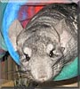 Chula the Standard Grey Chinchilla