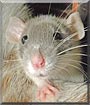 Darla Faye the Dumbo Rat