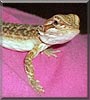 Moma the Bearded Dragon