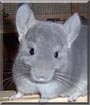 Sunny the Violet Chinchilla