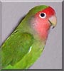 Rainbow the Peachfaced Lovebird