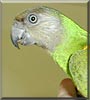 Reni the Senegal parrot