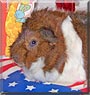 Kramer the Abyssinian Guinea Pig