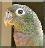 Fanta the Pionus Maximillian Parrot
