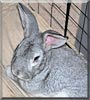 Silas the Flemish Giant