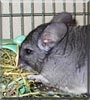 Jemma the Chinchilla