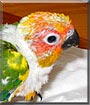 Echo the Sun Conure