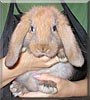Honey the Holland Lop
