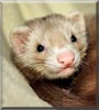 Ronald the Cinnamon Ferret