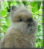 Fluffy the Lionhead dwarf rabbit
